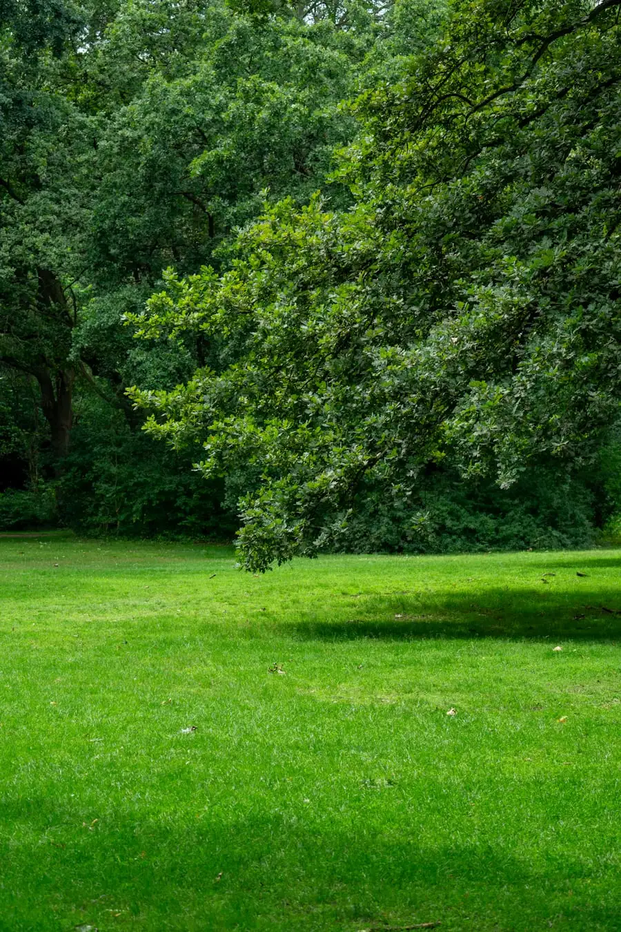 Bright green mown lawn with a large leafy tree