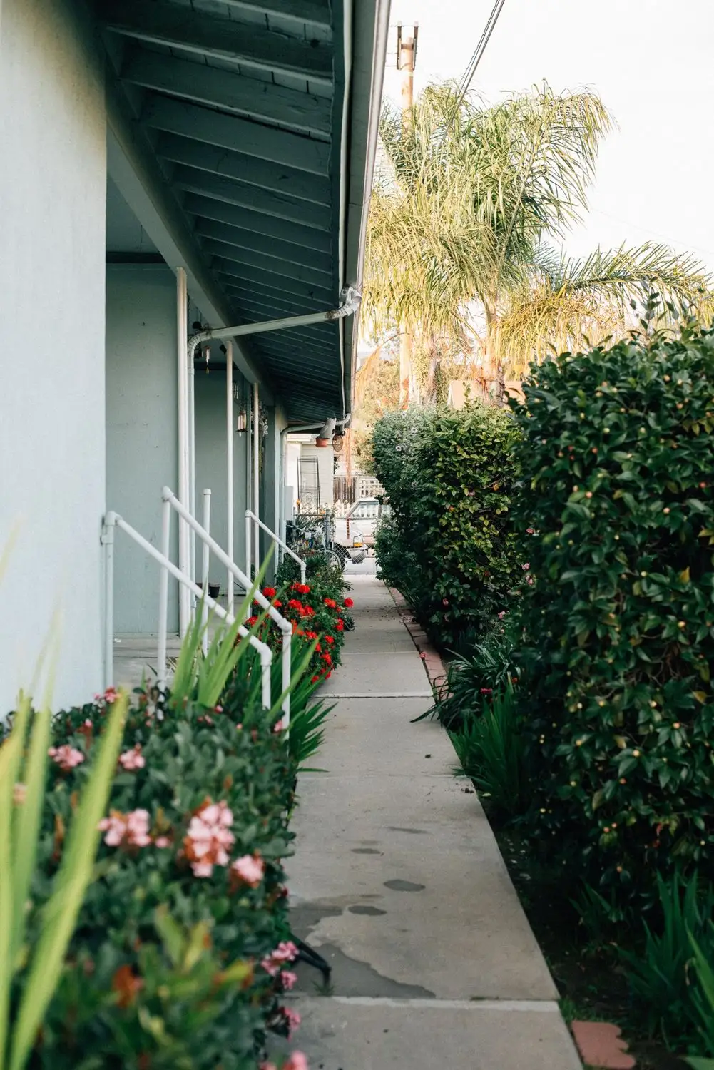 Concrete walkway beside a low building, lined with flowering shrubs and a palm