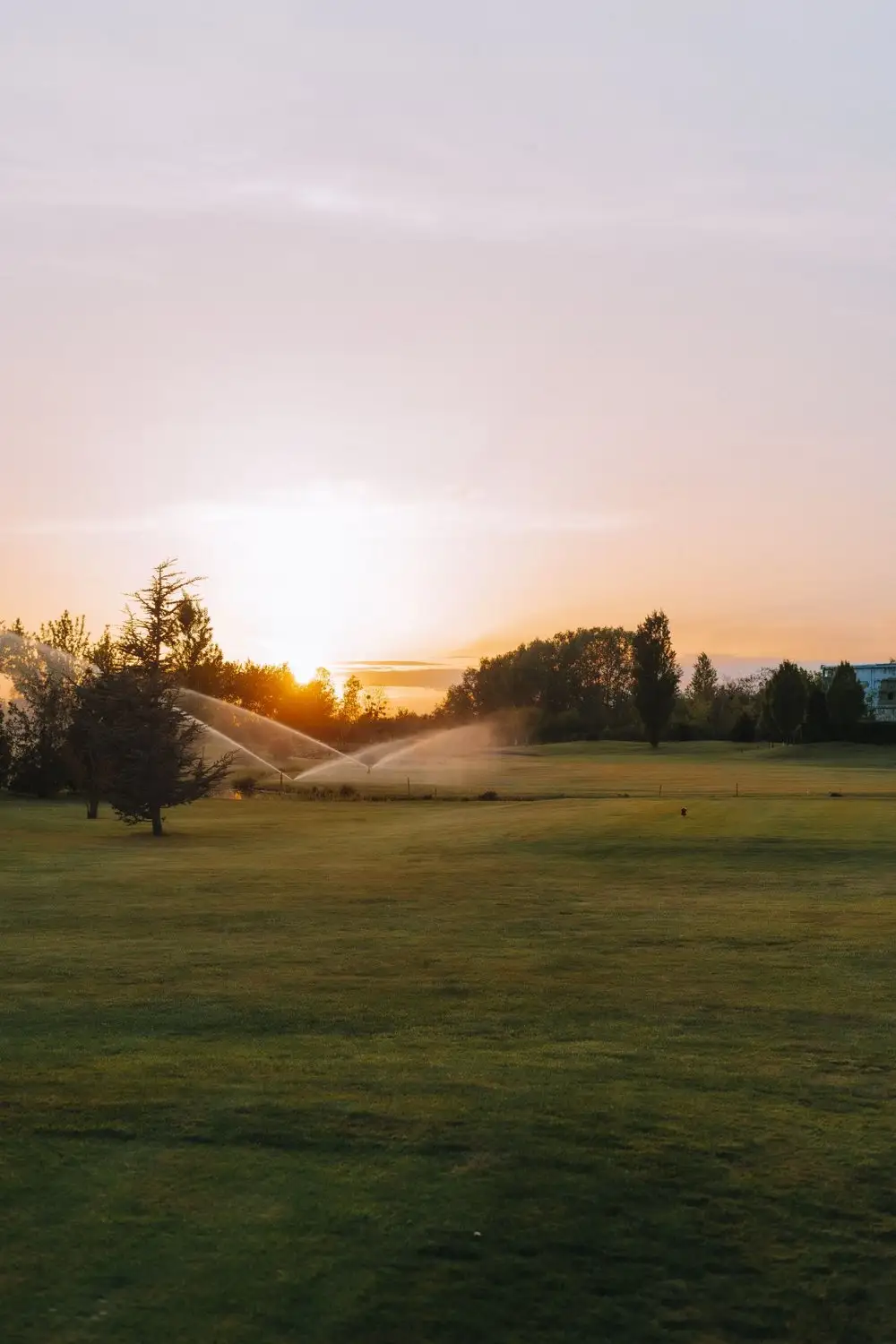 Sprinklers watering a wide lawn at sunset with trees along the far edge