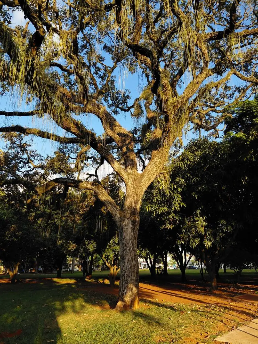 Spreading oak over a sunlit park lawn with mulched ground beneath