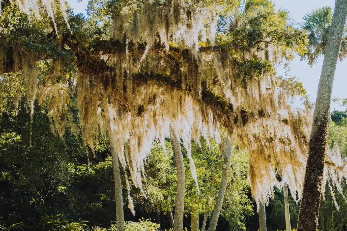 Live oak branches draped in Spanish moss against a bright sky