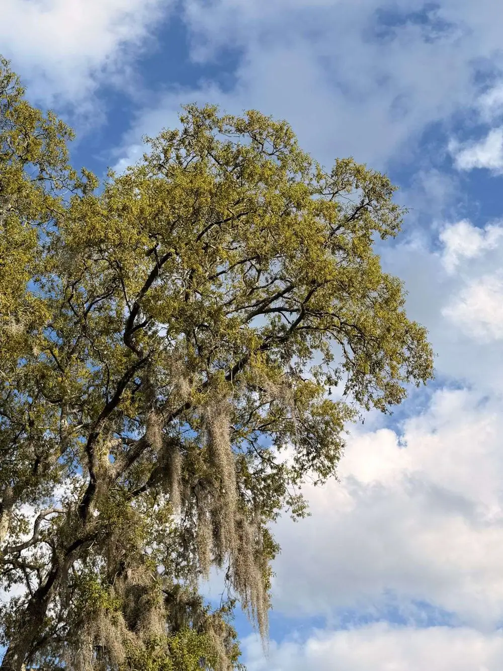 Large oak with Spanish moss hanging from its branches under a blue sky