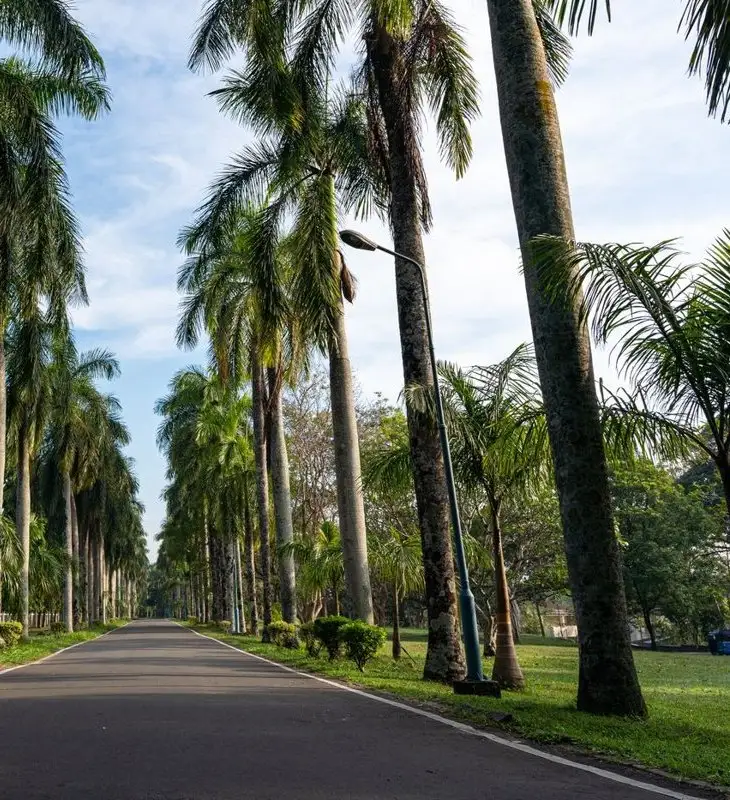 Road lined with tall, cleanly trimmed royal palms