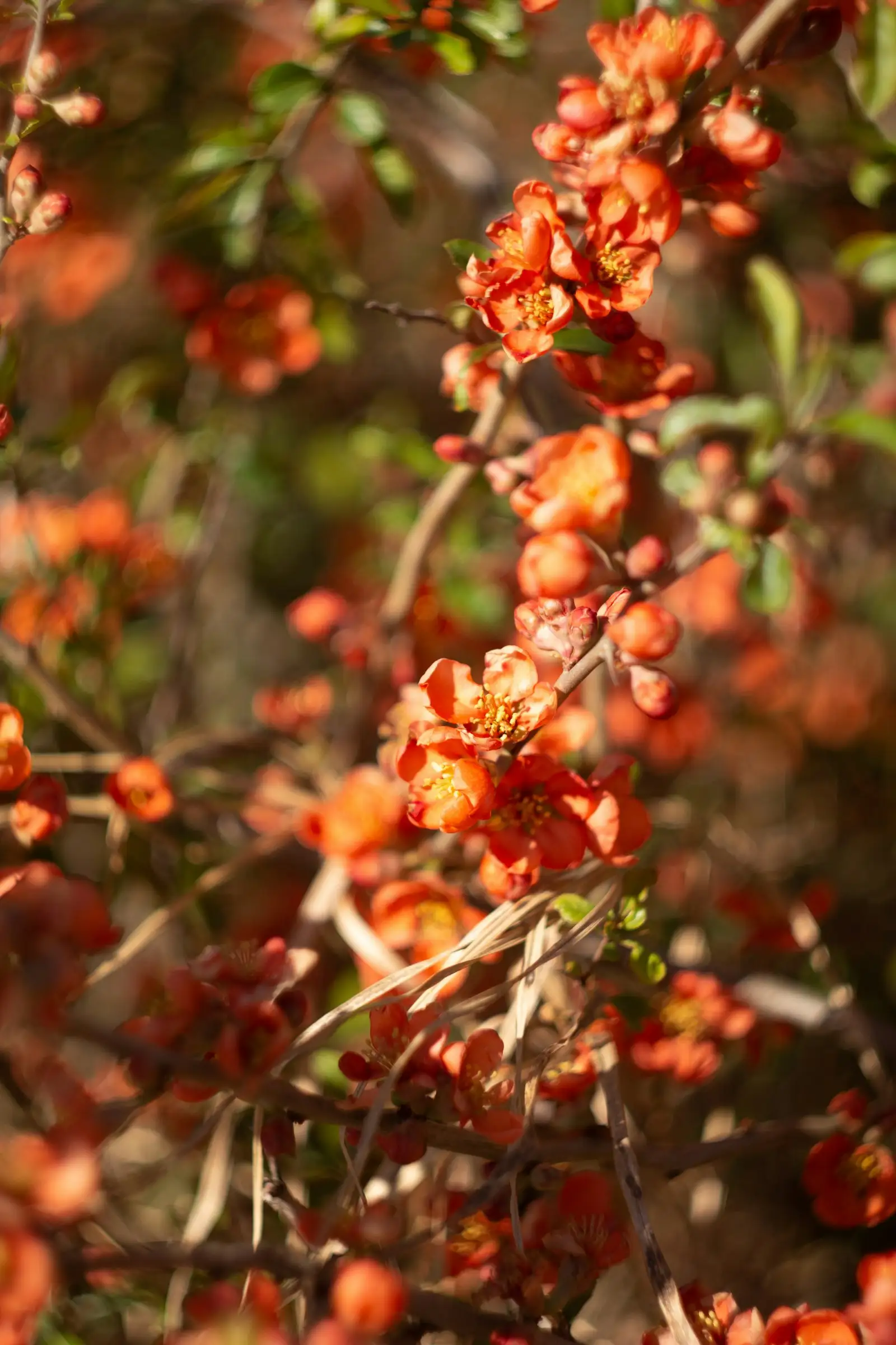 Firebush shrub with clusters of orange-red tubular flowers