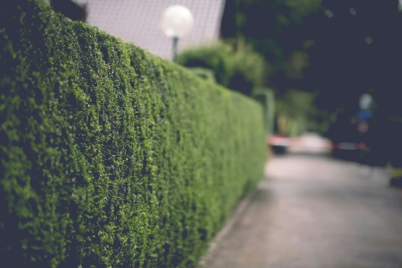 Trimmed podocarpus hedge forming a solid green wall