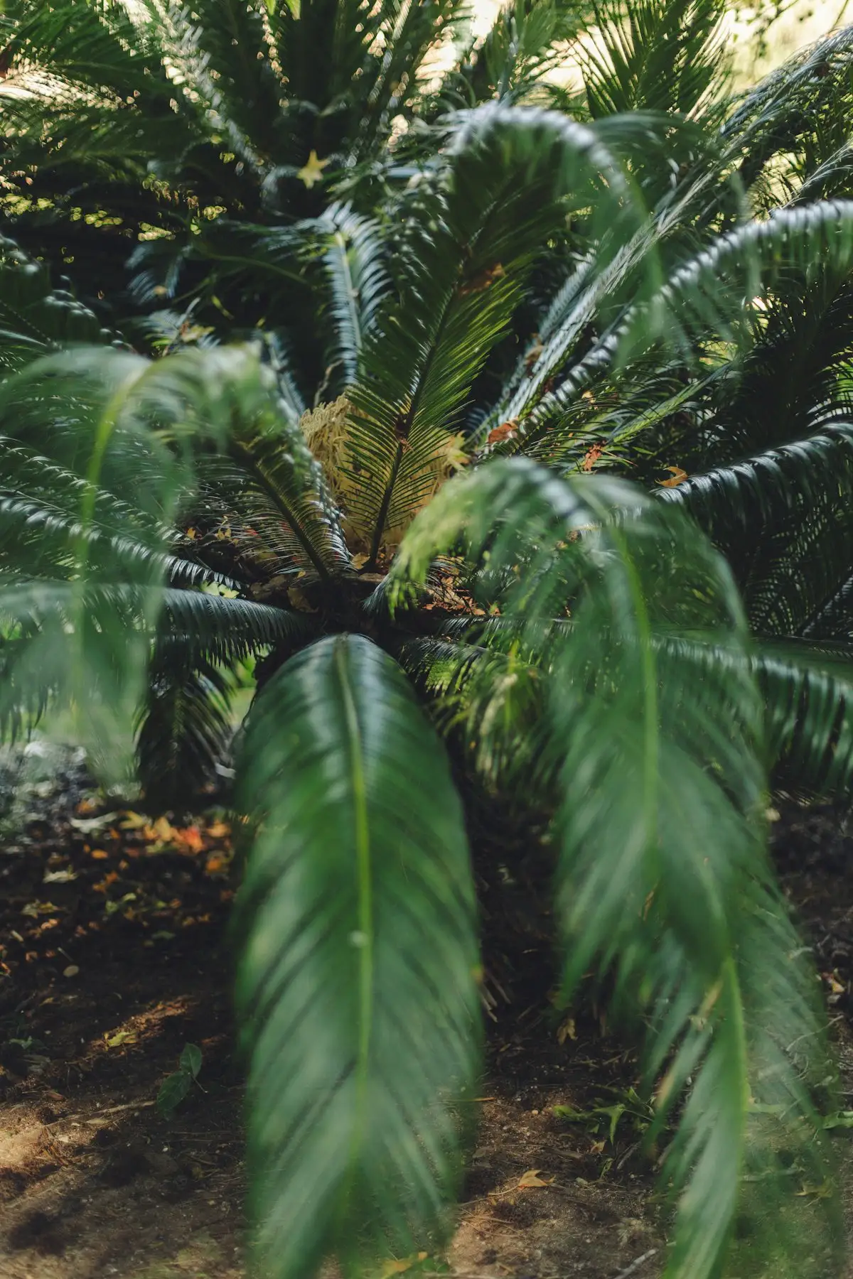 Coontie plant with feathery dark green fronds