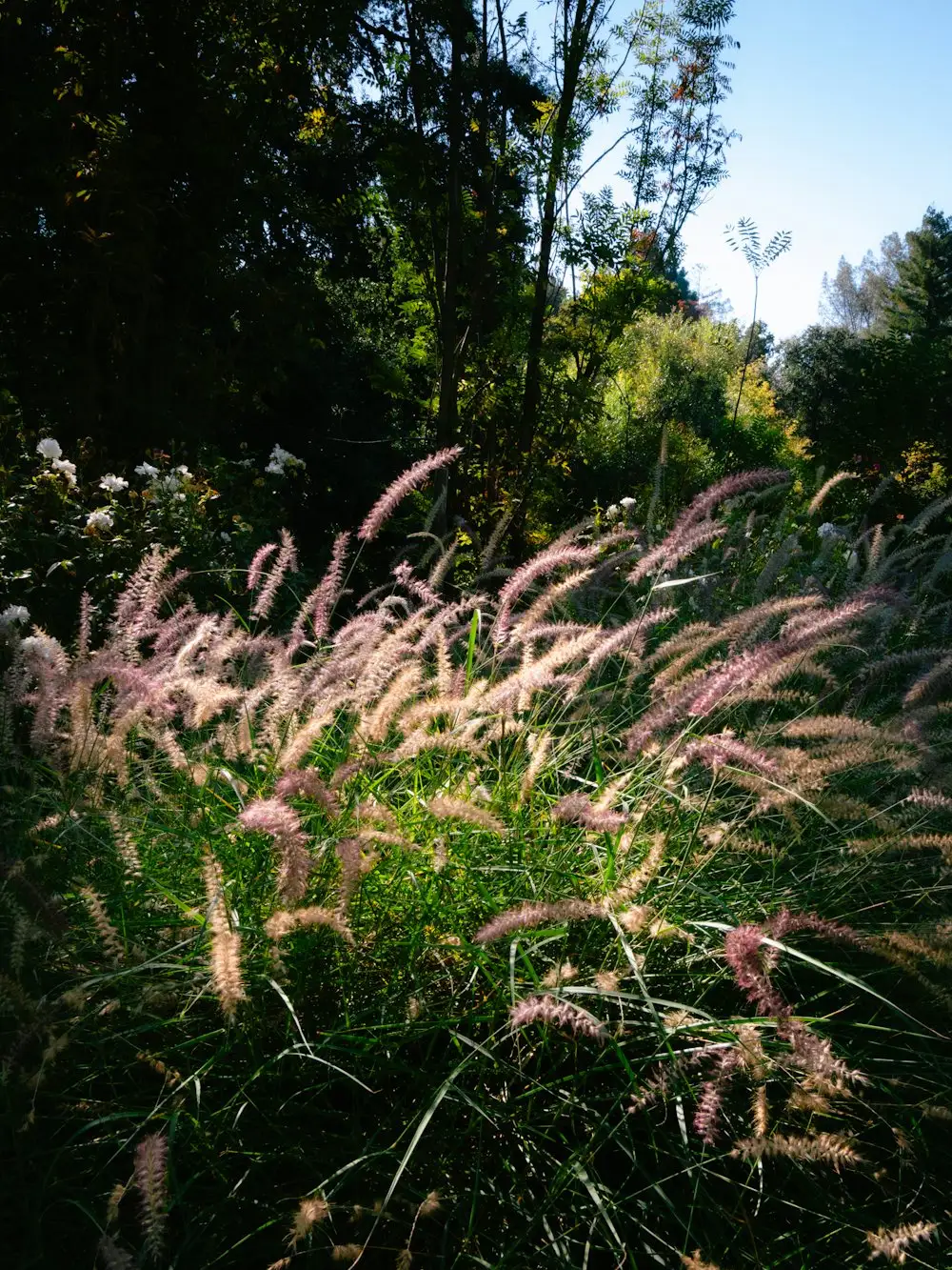 Muhly grass with pink plume seed heads