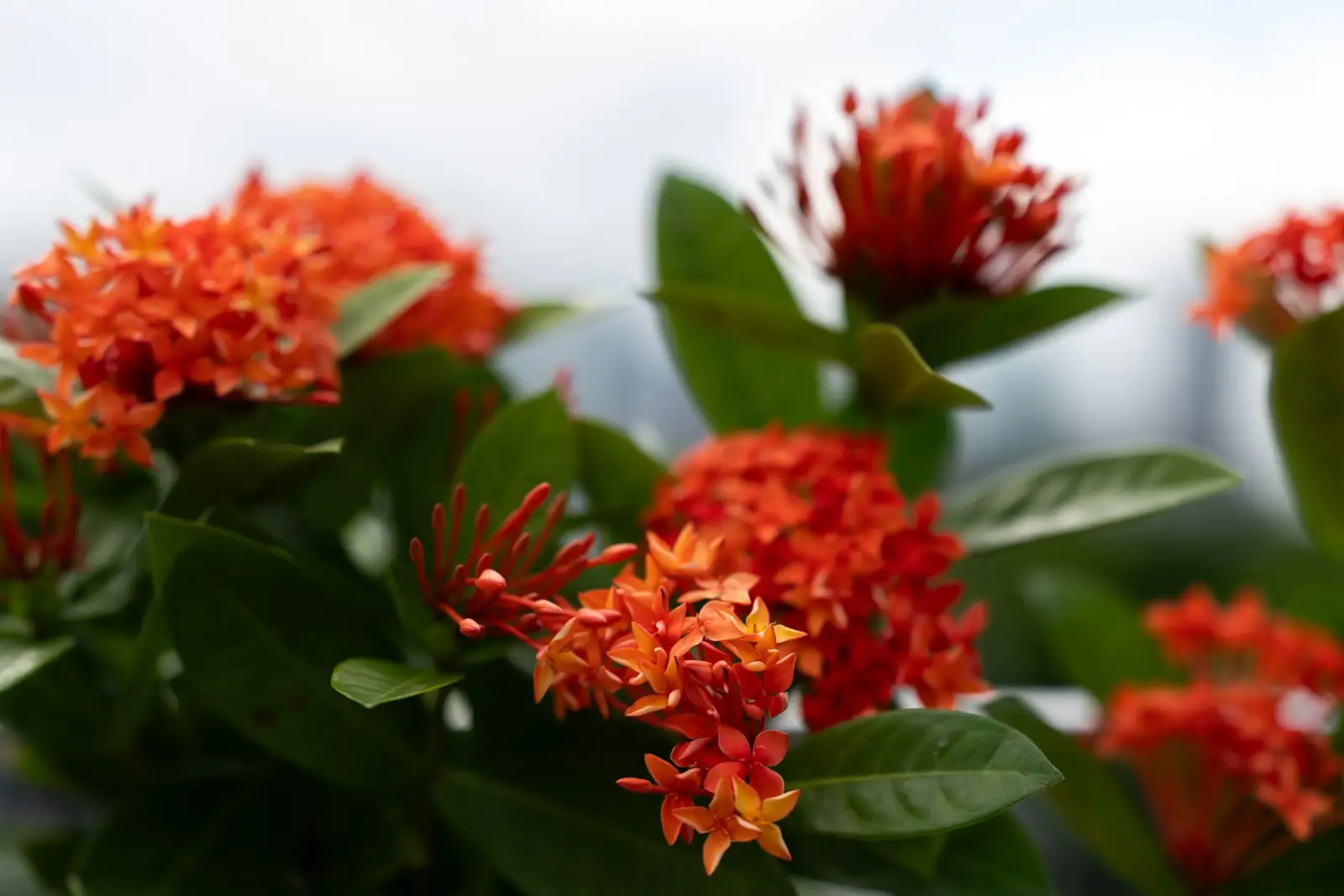 Ixora shrub with round clusters of small flowers