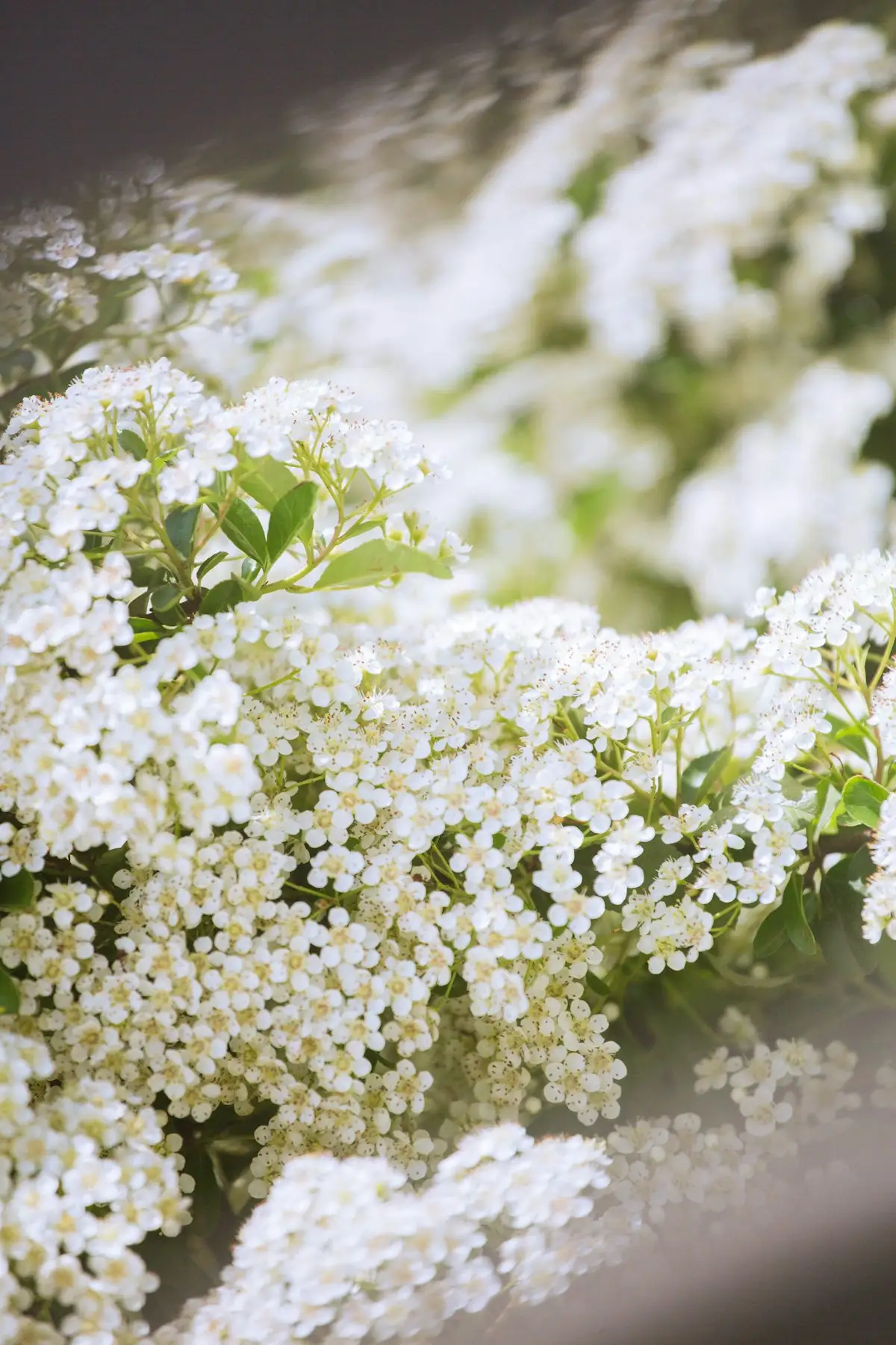 Simpson stopper shrub with small white flowers