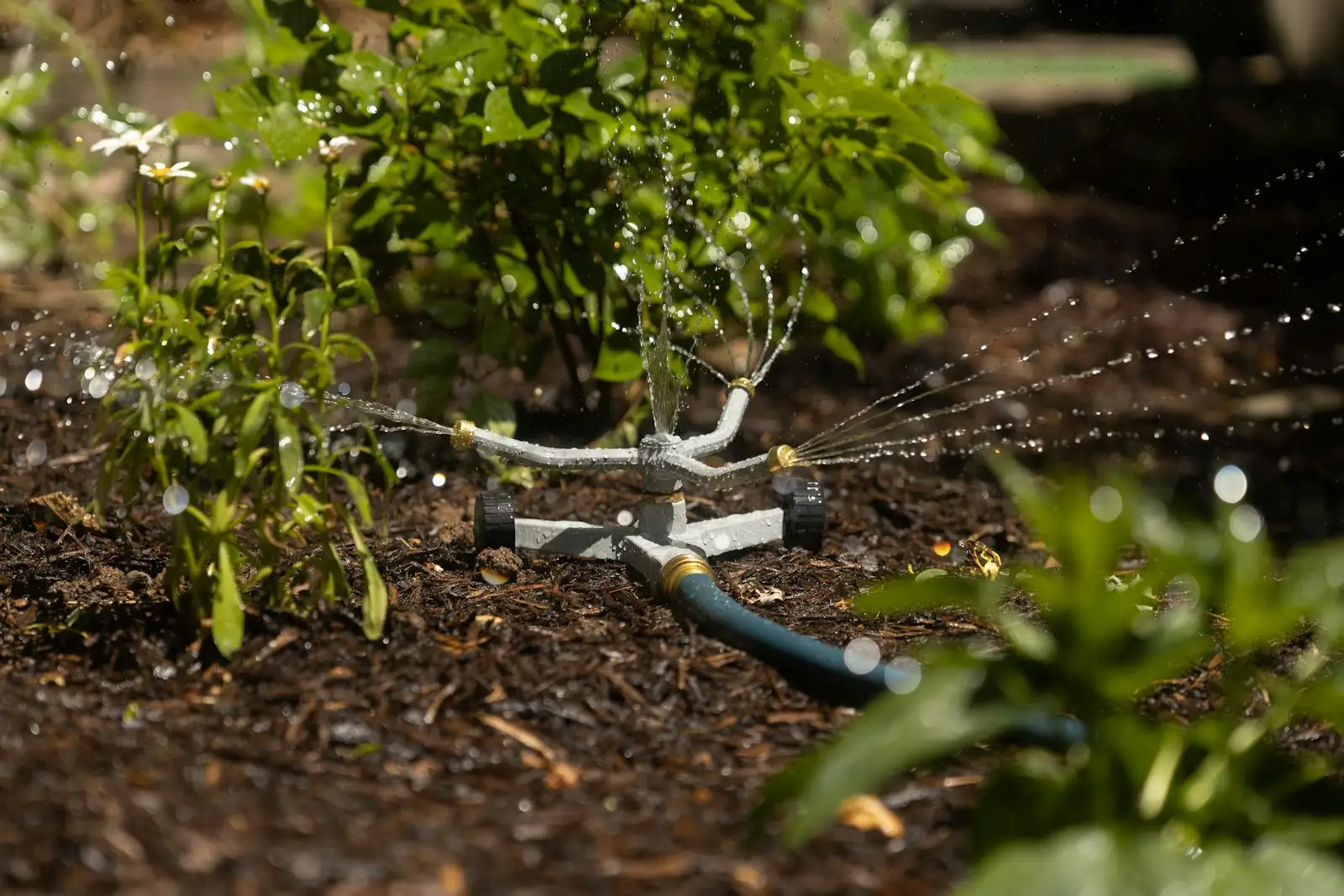 Drip irrigation line watering a garden bed