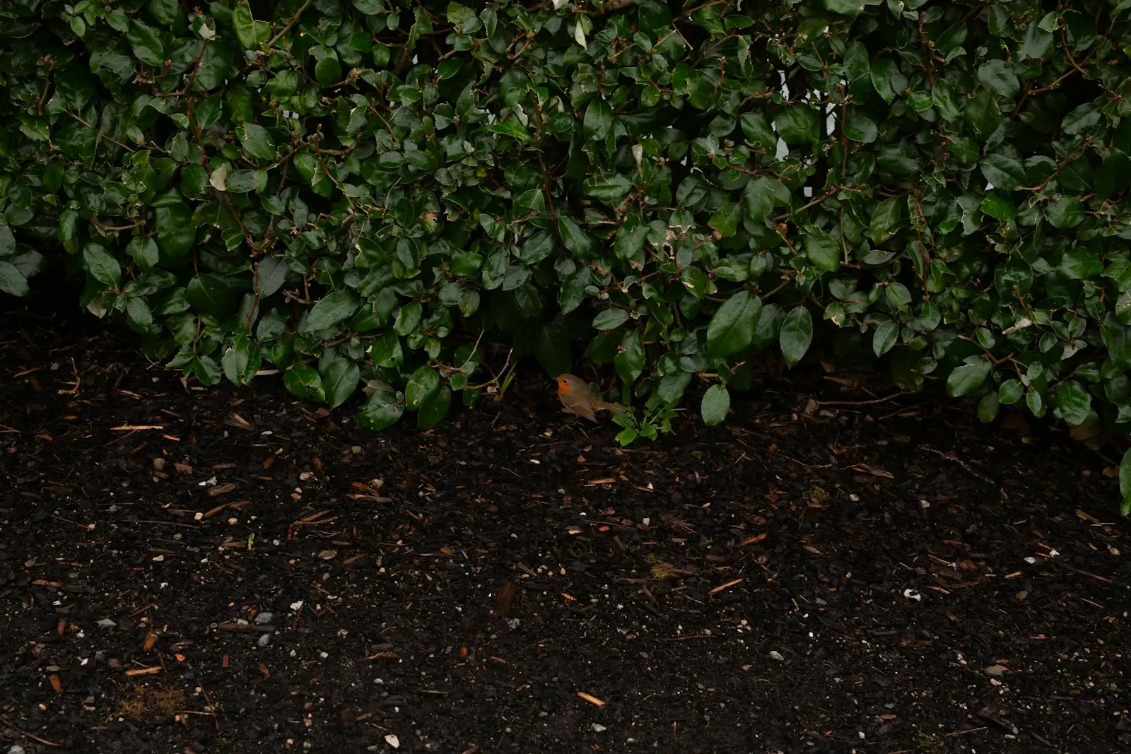 Freshly laid dark mulch bed along a garden border