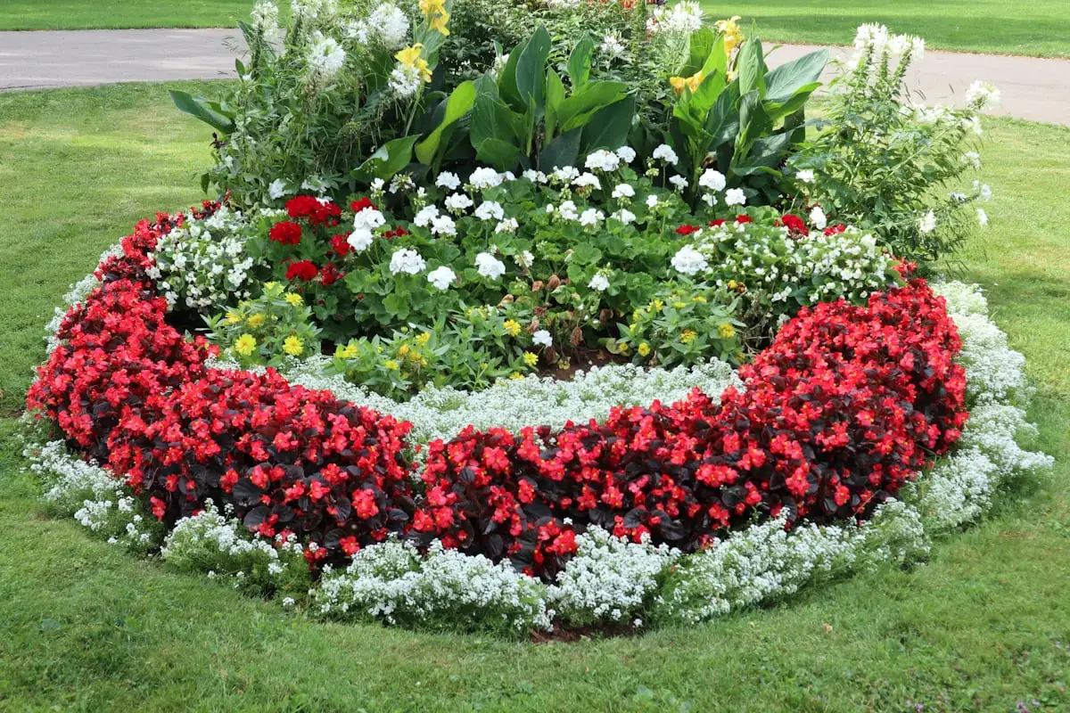 Circular bed of red begonias edged in white flowers on a mown lawn