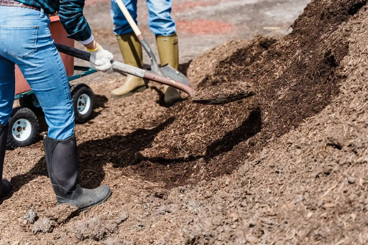 Two workers shoveling mulch from a pile beside a wheelbarrow