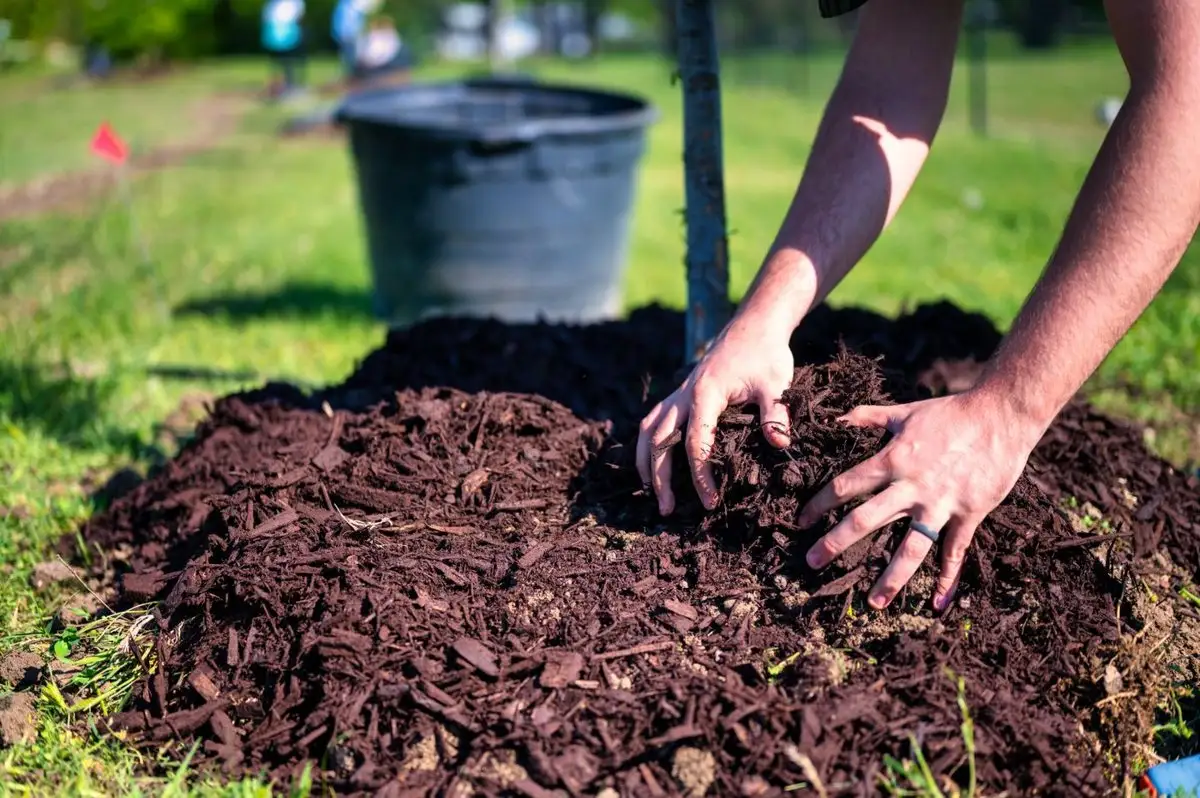 Hands spreading dark mulch in a ring around a newly planted tree on a lawn